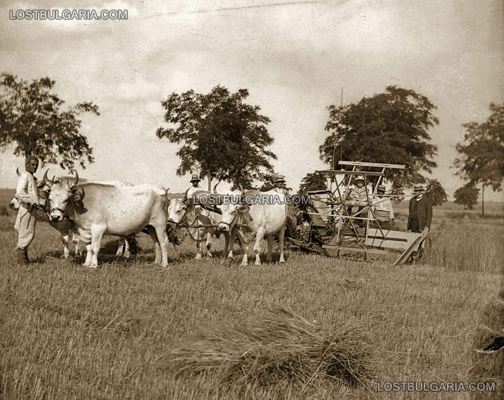 Жътва - механизиран комбайн с волски впряг, началото на ХХ век