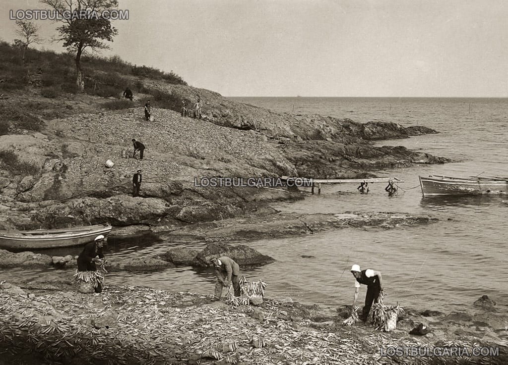 Созопол, рибари събират изсушените чирози от скалите, 20-те години на ХХ век