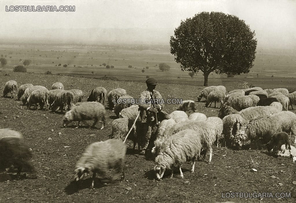 Овчарче от Софийско със стадото си, 30-те години на ХХ век