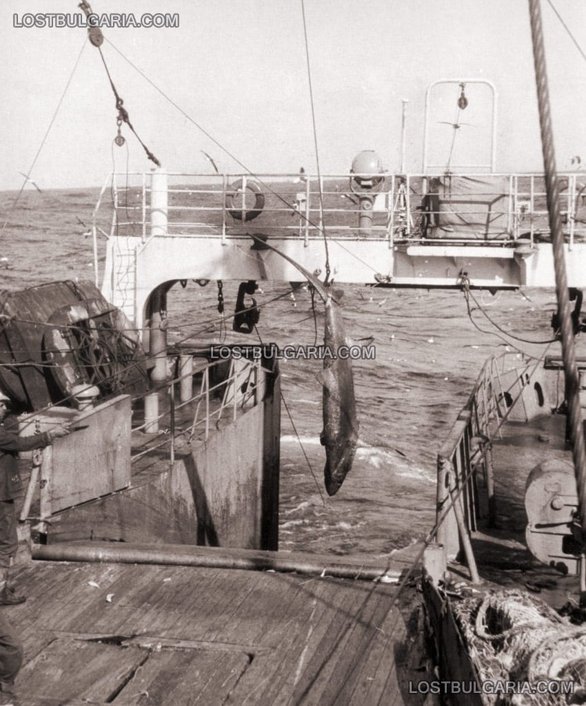 Черноморска акула, изтеглена на риболовен кораб, началото на 70-те години на ХХ век