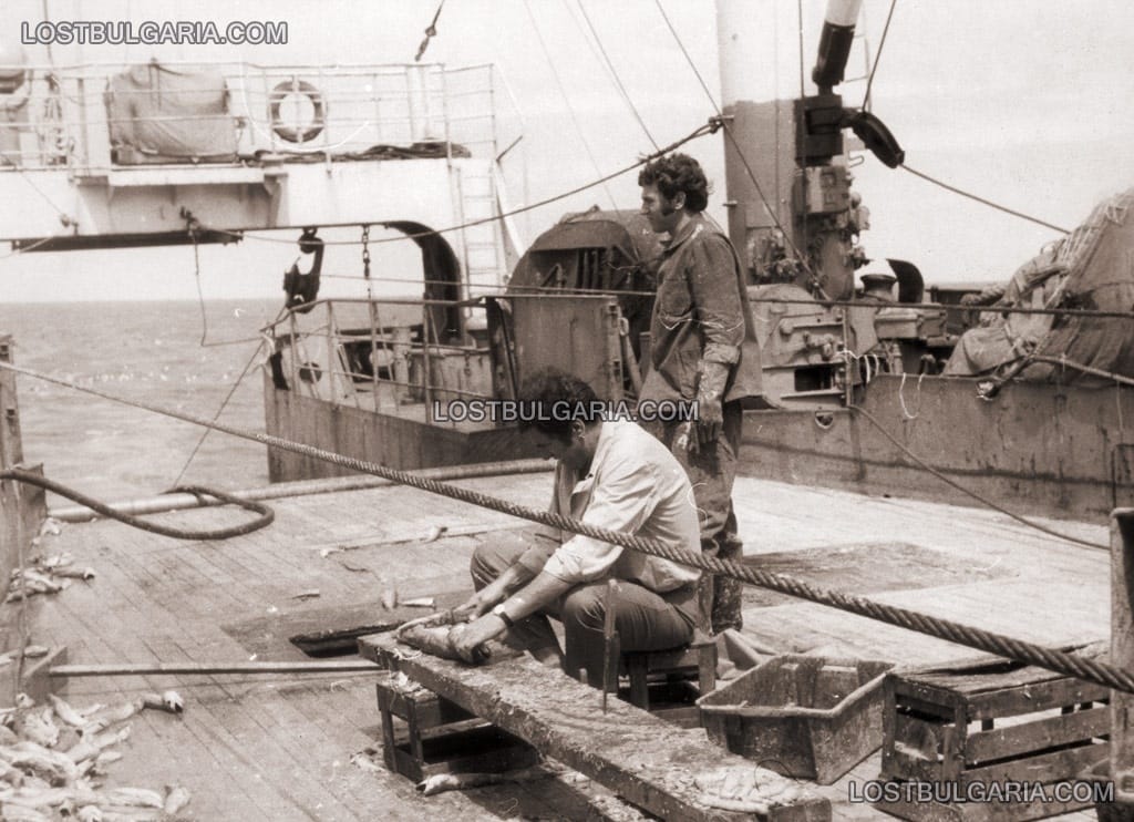 Подготовка на стръв на риболовен кораб в Черно море, началото на 70-те години на ХХ век