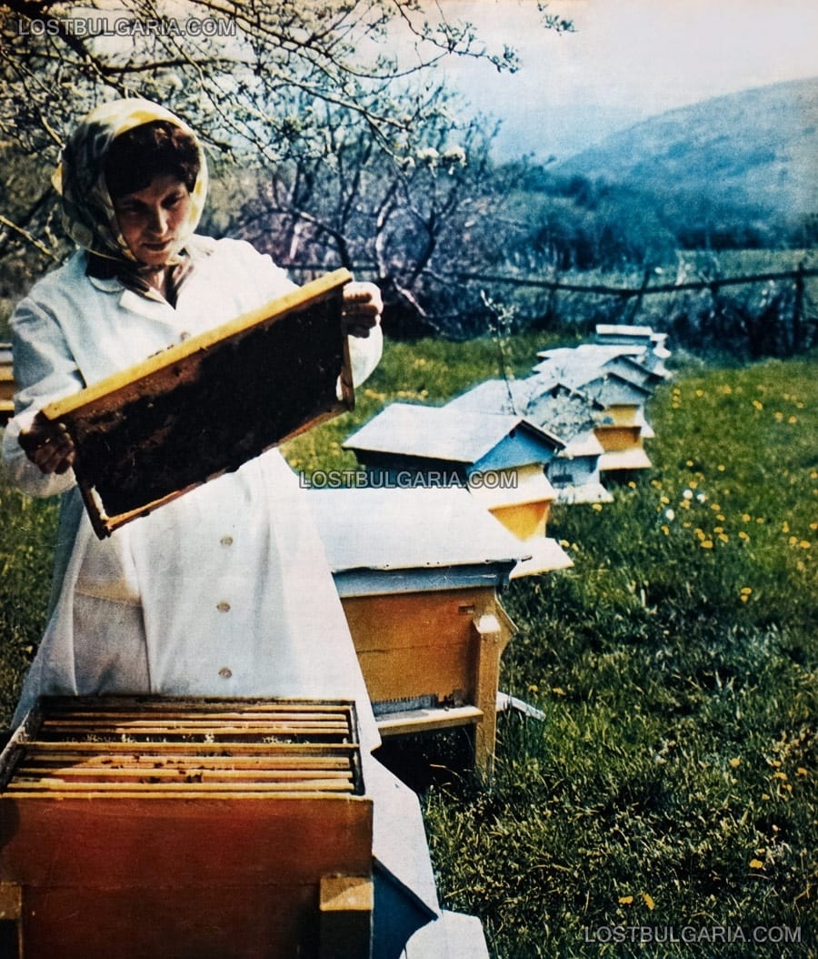 Пчеларка с кошери в опитна станция по пчеларство, 1966г.