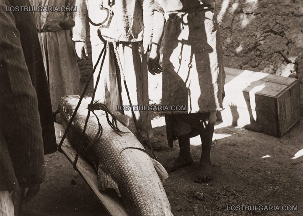 Теглене на 60-килограмова риба уловена в река Тигър, на пазара в Багдад, 1934г.