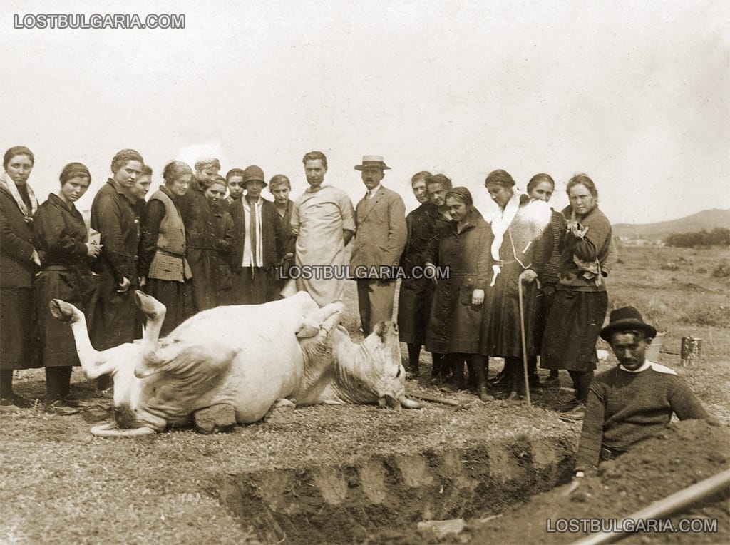 Айтос, аутопсия на бик пред учениците от Медицинското училище, 1926 г.