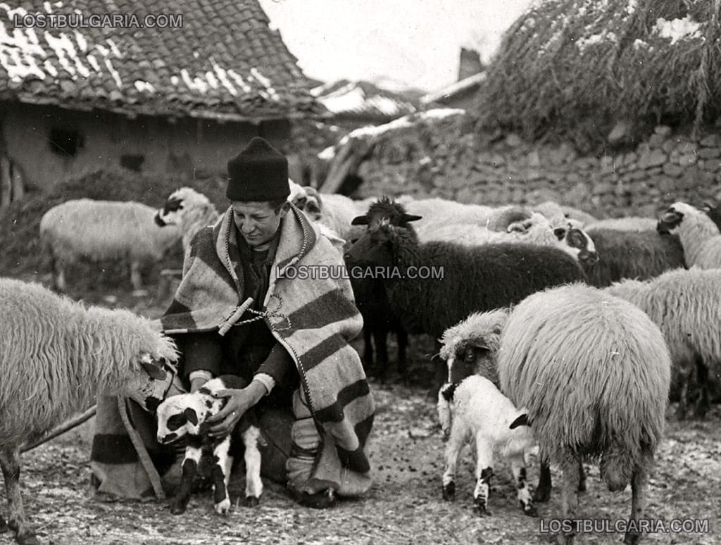 Овчар в носия от Шопско и неговото стадо в стопанския двор, 20-те години на ХХ век