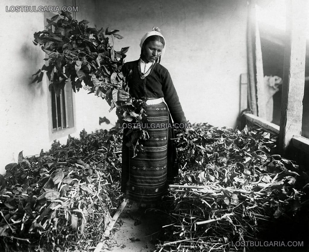 Хранене на копринени буби с черничеви листа, началото на ХХ век