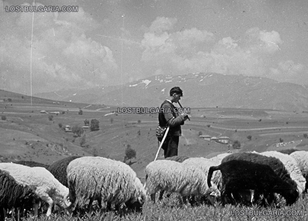 Овчар със своето стадо, 30-те години на ХХ век