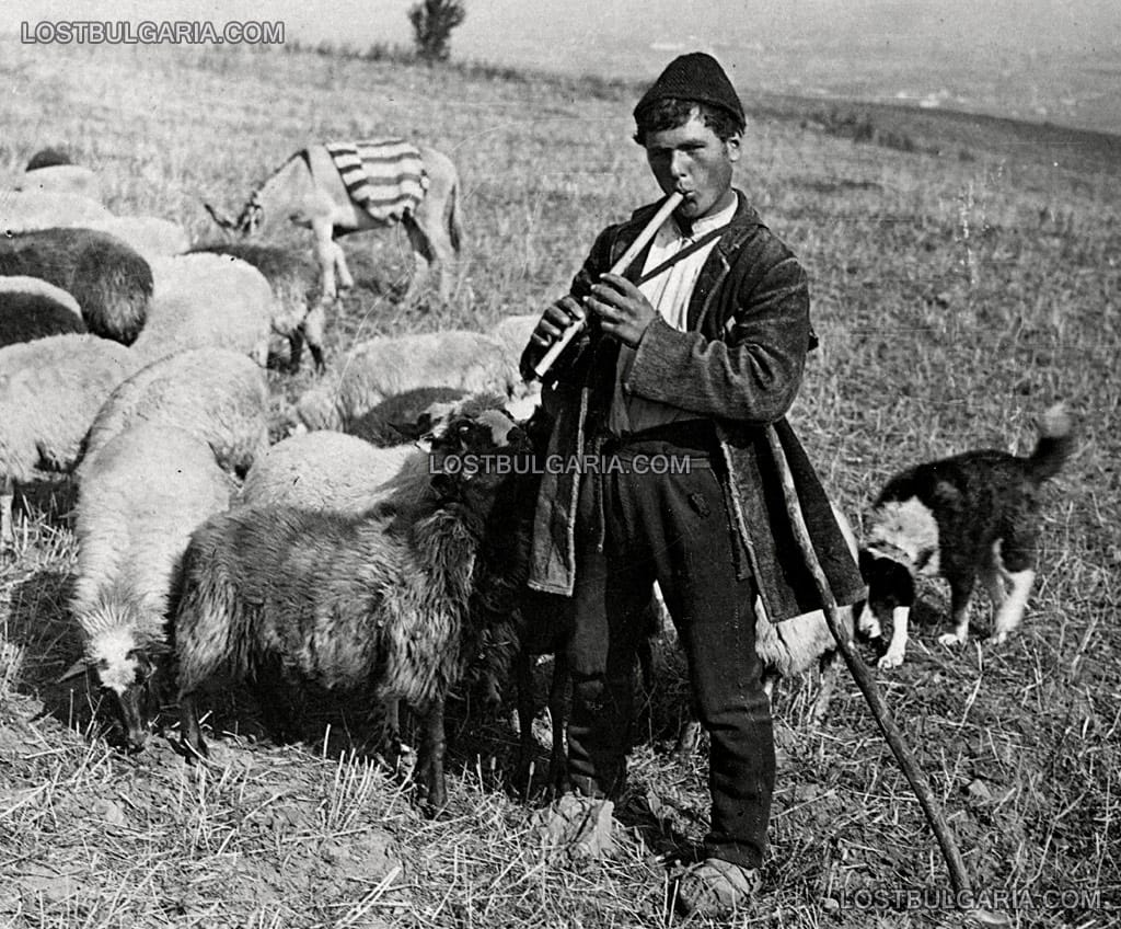 Овчар от Драгалевци със стадото си, 20-те години на ХХ век