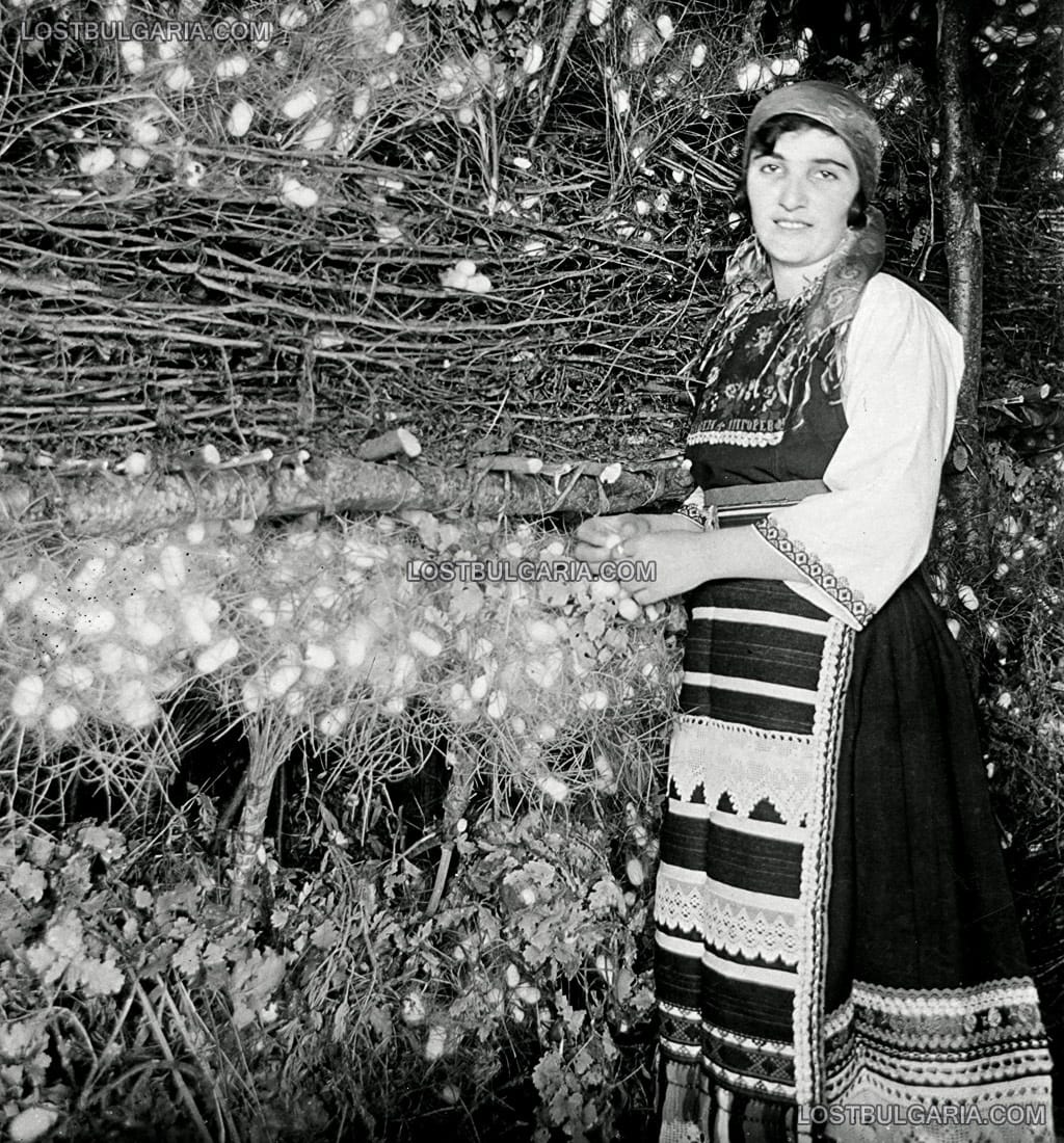 Млада жена, облечена в народна носия пред изкуствено създадени храсти с пашкули, предназначени за отглеждане на копринени буби, 30-те години на ХХ век