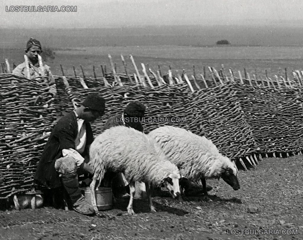 Млади овчари доят овце "на егрека" - т.е. до кошарата, Софийско, 20-те години на ХХ век