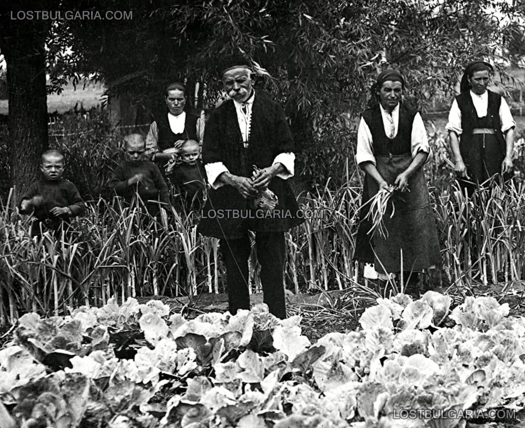 Селяни от Софийско берат праз лук и зеле в зеленчукова градина, 20-те години на ХХ век