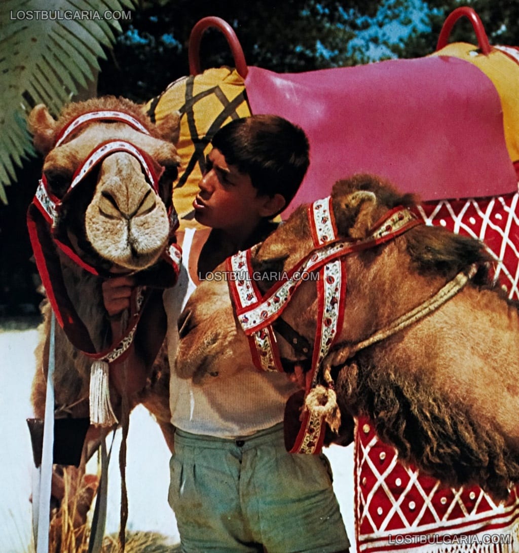 Слънчев бряг, 60-те години на ХХ век, циганче водач на камили за разходка
