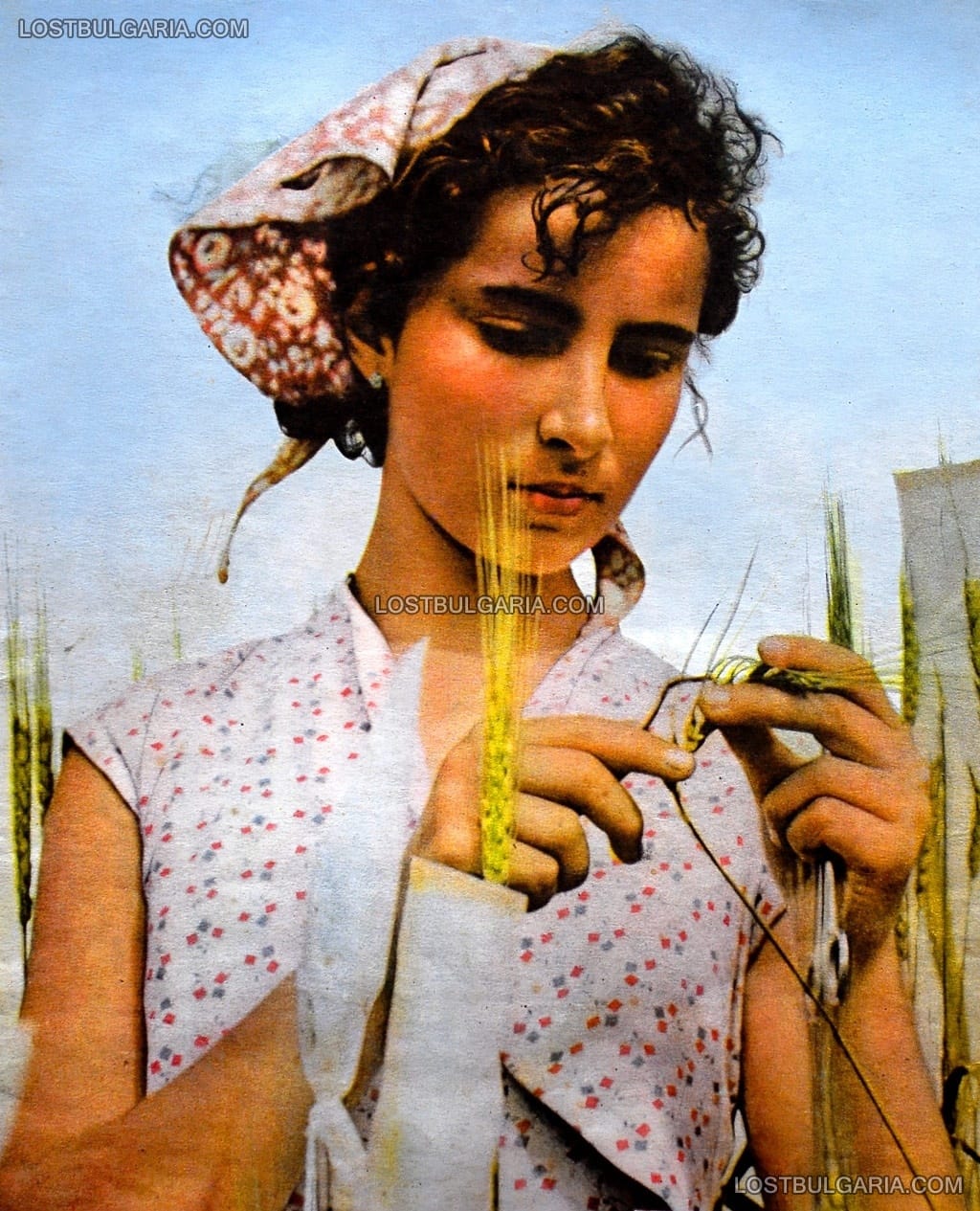 Младо момиче кръстосва пшеница в опитното поле на БАН в село Лозен, 1959 г.