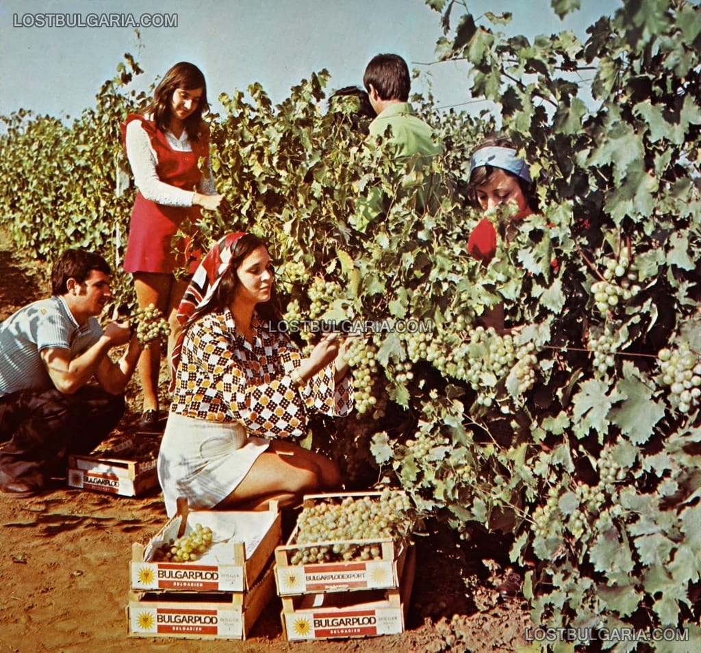 Гроздобер - рекламна фотография за ДСО "Булгарплод", 70-те години на ХХ век