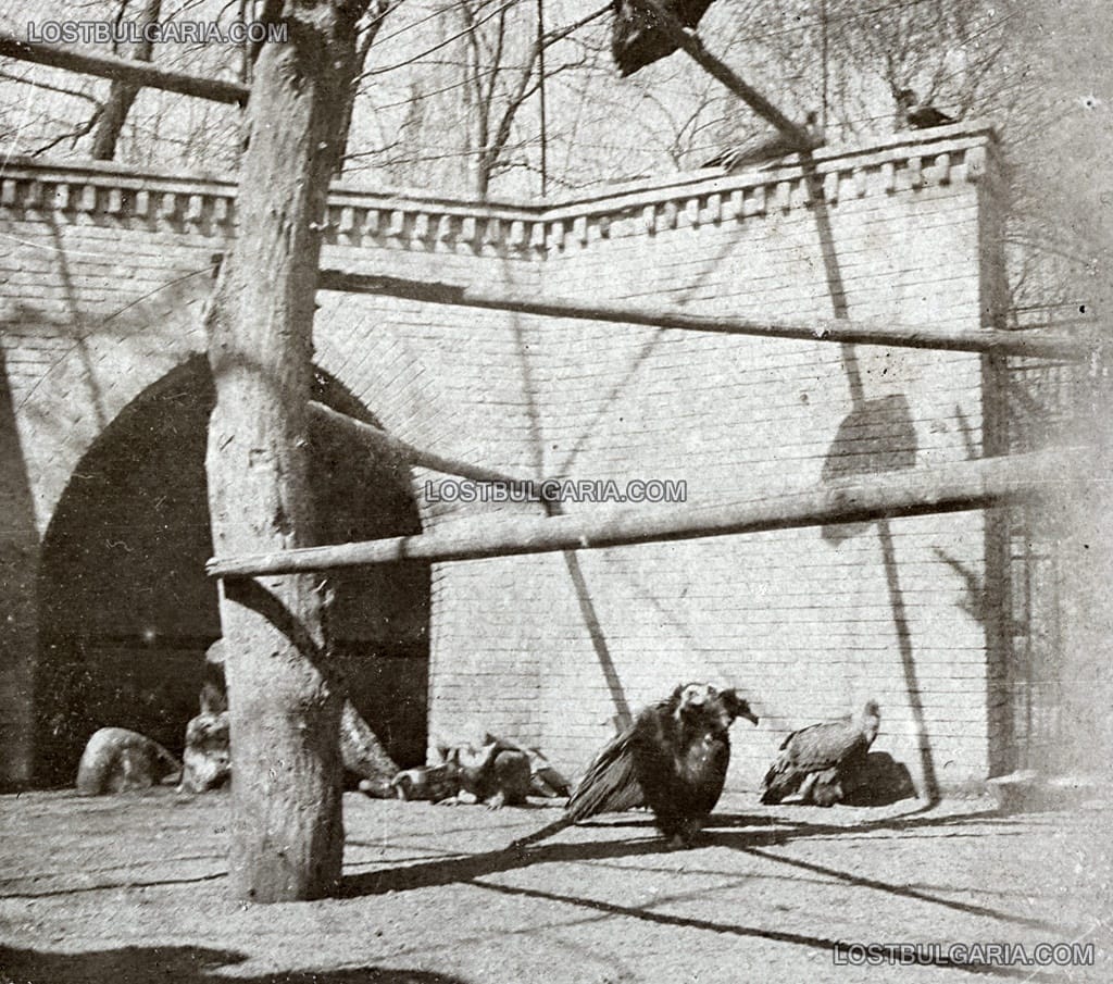 Царската зоологическа градина в София, клетката на орлите, около 1915 г.