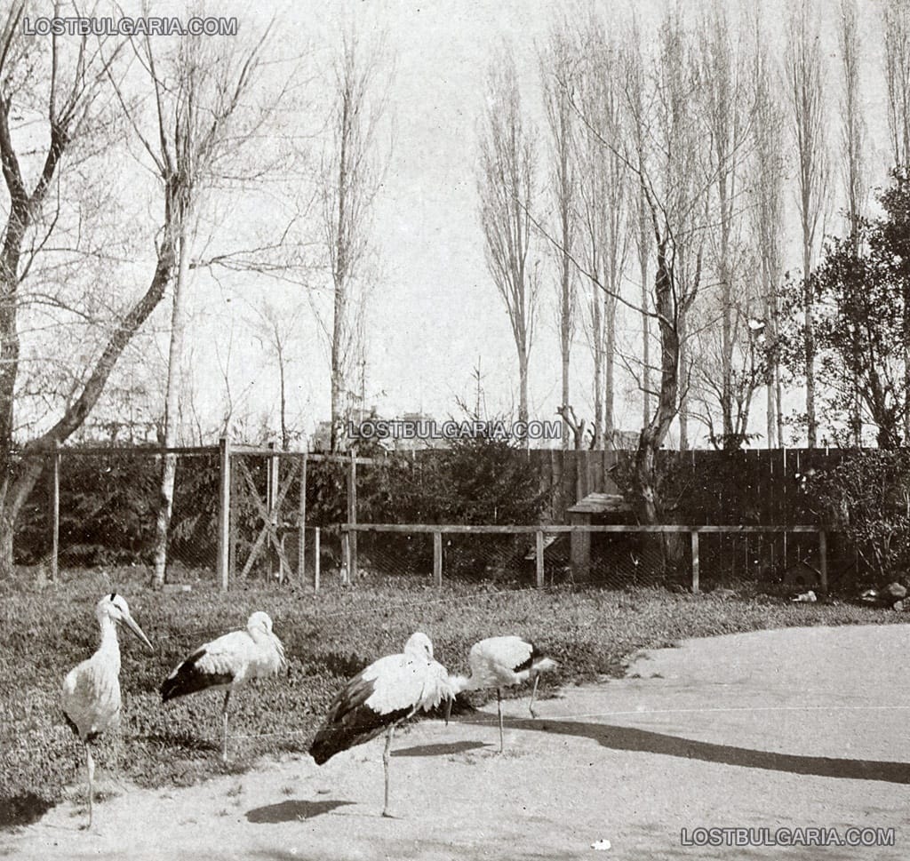 Оградено място за щъркели в Царската зоологическа градина в София, около 1915 г.